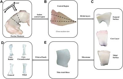 Tensile energy dissipation and mechanical properties of the knee meniscus: relationship with fiber orientation, tissue layer, and water content